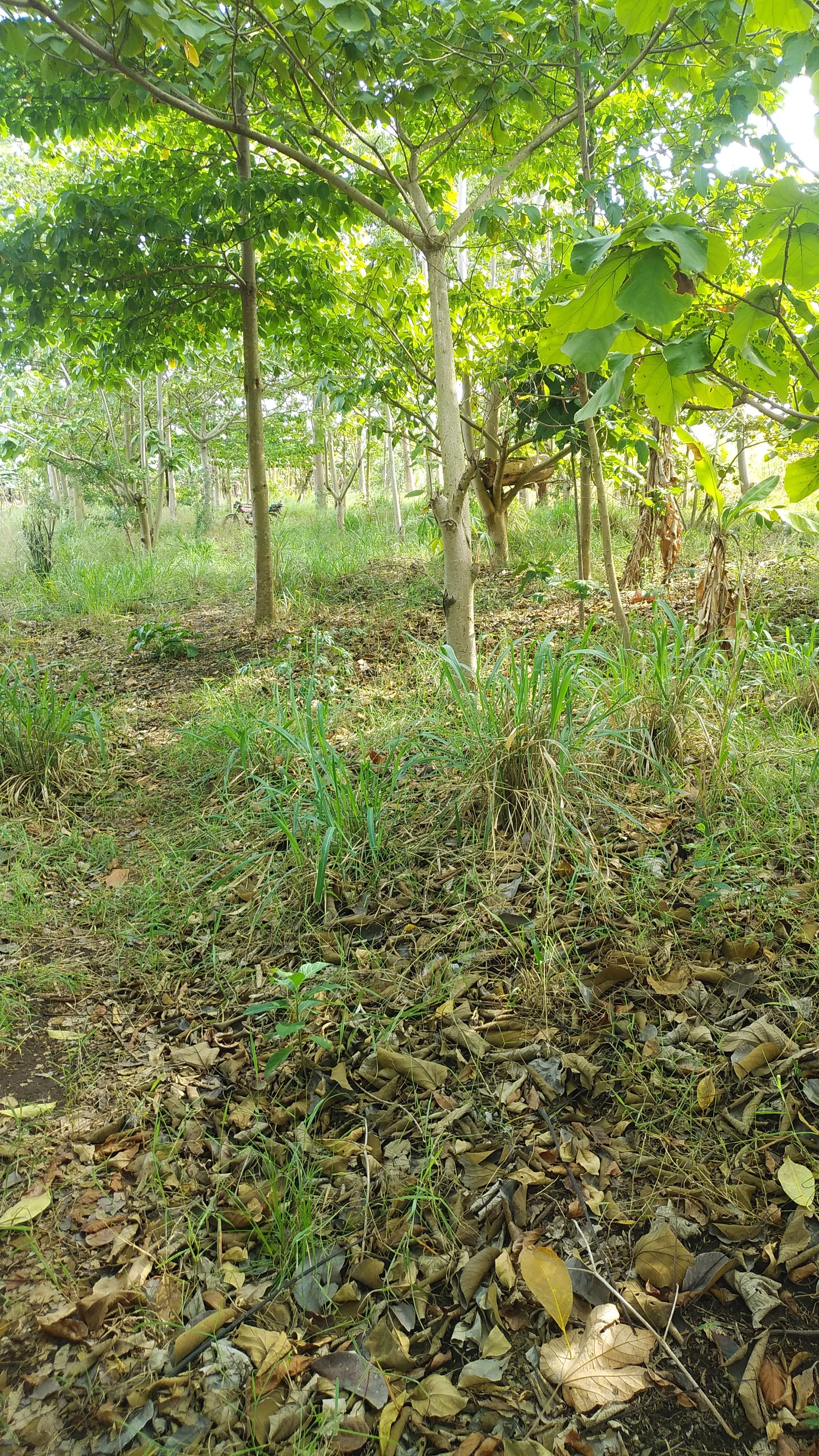 Environmental Conservation